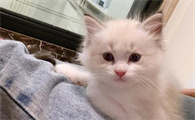猫与人年龄对照表