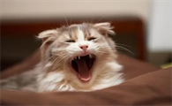 新来小猫半夜叫个不停怎么办