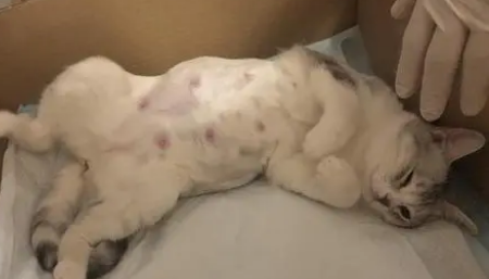 母猫难产三天了还会生吗
