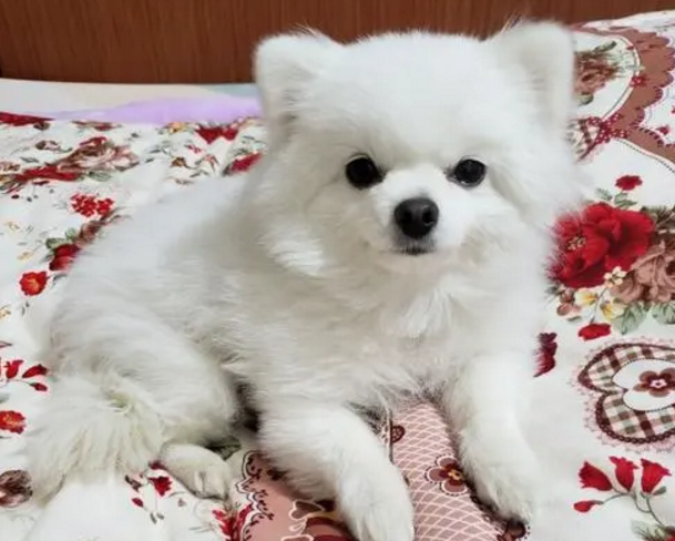 博美嘴巴尖好还是圆好