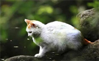 土猫为什么可以吃剩饭