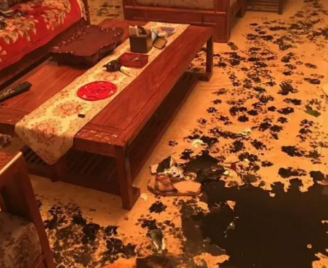 有文化的哈士奇,把家里变成水墨画,主人:“今晚狗全宴” 有文化的哈士奇,把家里变成水墨画,主人:“今晚狗全宴”