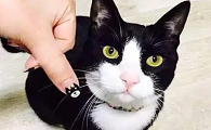 美甲指甲猫多少钱一只图片