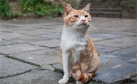 梦见杀了猫是什么预兆