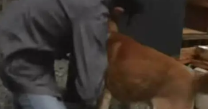 爷爷被迫与柴犬分离1年,再重逢时狗狗做出的反应,令人泪如泉涌 爷爷被迫与柴犬分离1年,再重逢时狗狗做出的反应,令人泪如泉涌