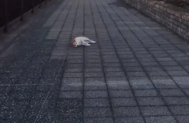 柴犬躺地上拒绝回家，宠主也学它，躺到了地上，柴犬：别装了！