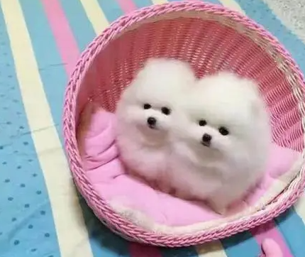珍珠犬有哪些缺点特征 珍珠犬有哪些缺点特征