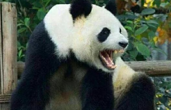 大熊猫的咬合力真的仅次于北极熊吗? 大熊猫的咬合力真的仅次于北极熊吗?