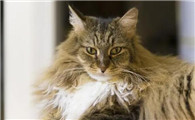 穷人养猫法