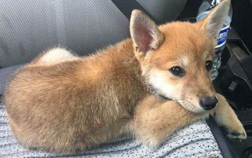 像狐狸的中华田园犬