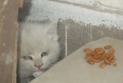 小猫躲在角落里,不肯出来,不吃不喝,最后发现了真相 小猫躲在角落里,不肯出来,不吃不喝,最后发现了真相