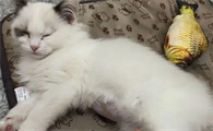 什么会导致猫传腹