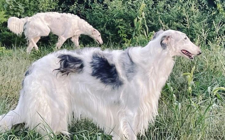 苏俄猎狼犬重庆可以养吗
