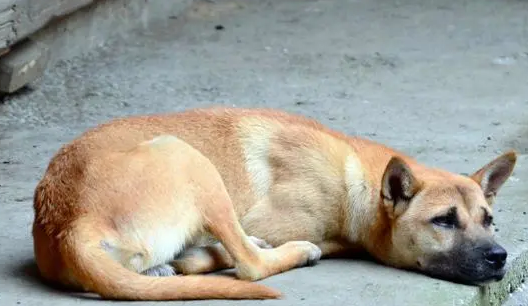 黄狗进家门是什么征兆