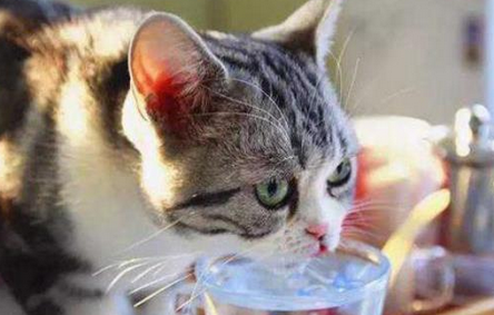猫中暑能自己恢复么