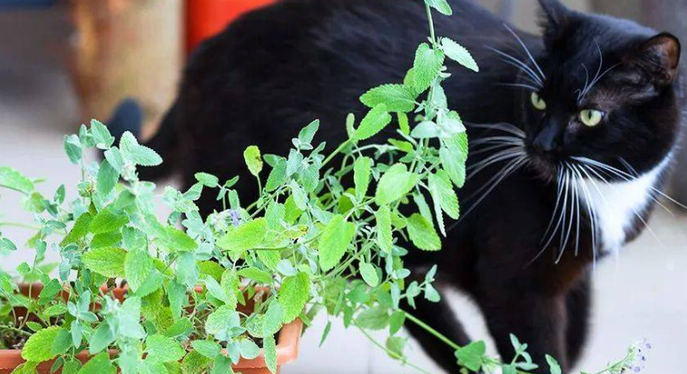 驱猫植物哪种最好
