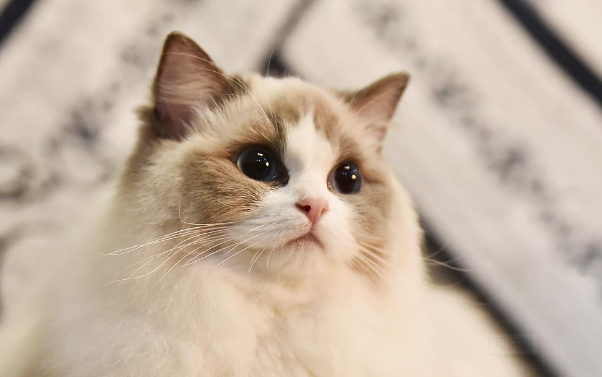 kitty猫为什么没有嘴巴