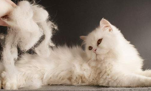 人吃到猫毛可以排泄出来吗