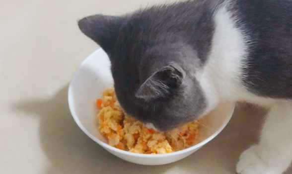 穷人的猫饭食谱 穷人的猫饭食谱
