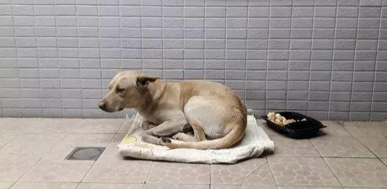 小狗意识到被主人遗弃后