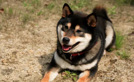 日本柴犬多少钱一只 日本柴犬多少钱一只