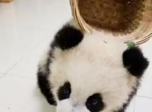 熊猫宝宝这是懂事了？竟然能自己背着篮子出去找吃的了