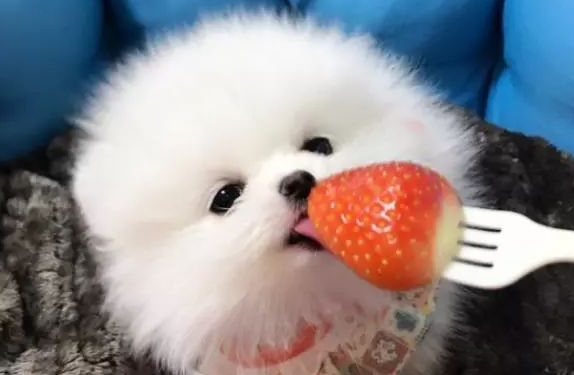 狗能吃草莓吗为什么