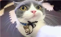 通过监控和猫咪说话好吗