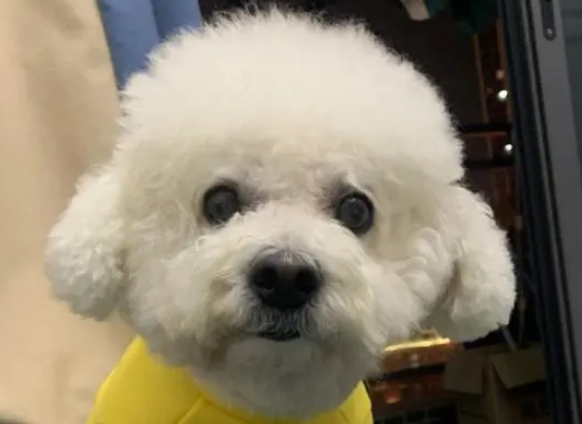 人和狗怎么交配