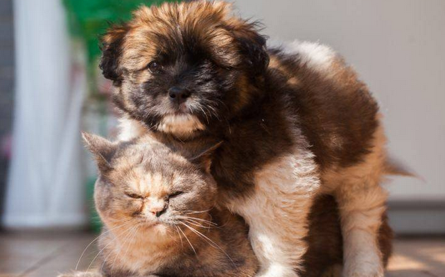 狗在猫眼里是什么样子的