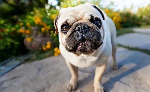 上面一个户下面一个犬 上面一个户下面一个犬