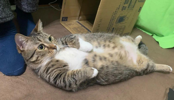 猫咪瘫在地上看电视,这慵懒的坐姿...像极了“啤酒肚大叔”! 猫咪瘫在地上看电视,这慵懒的坐姿...像极了“啤酒肚大叔”!