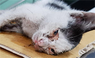 猫粘上粘鼠板的胶怎么去除