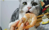猫一天能吃几只虾