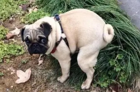 老狗憋不住尿怎么回事