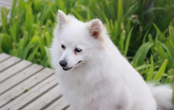 狐狸犬品种大全及图片