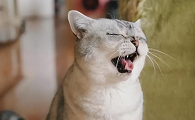 猫张着嘴喘气是什么意思
