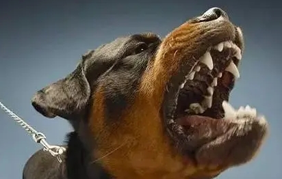 家狗携带狂犬病毒的几率