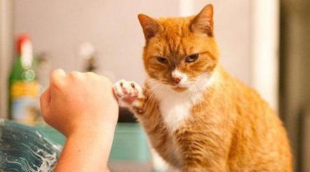 突然被猫亲近有啥征兆