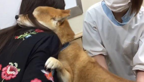 狗狗卡在我里面2天