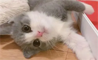小猫像个小孩子一样