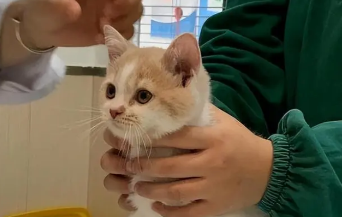 人与猫的缘分图片 人与猫的缘分图片