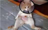 母猫做了绝育太吓人了