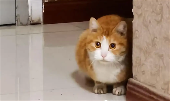 怕猫的女生是怎样的人 怕猫的女生是怎样的人