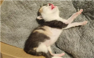 小猫出生一周了没长大