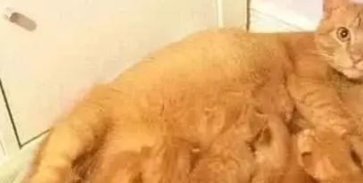 橘猫生了一窝小猫,主人一看顿时不好了,网友:要被吃穷了 橘猫生了一窝小猫,主人一看顿时不好了,网友:要被吃穷了