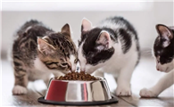 小猫吃啥