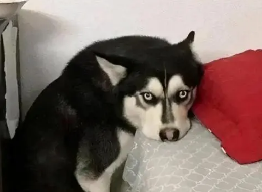 狗怕什么东西就会躲得远远的 狗怕什么东西就会躲得远远的