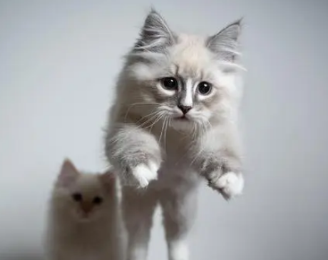 吸引猫过来的声音唤小猫