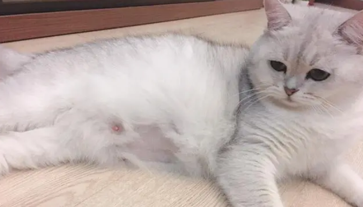 母猫后面两个蛋是什么